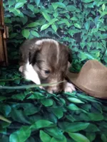 AKC Dakota , a male Shetland Sheepdog for sale in Lebanon, MO – 1 of 8
