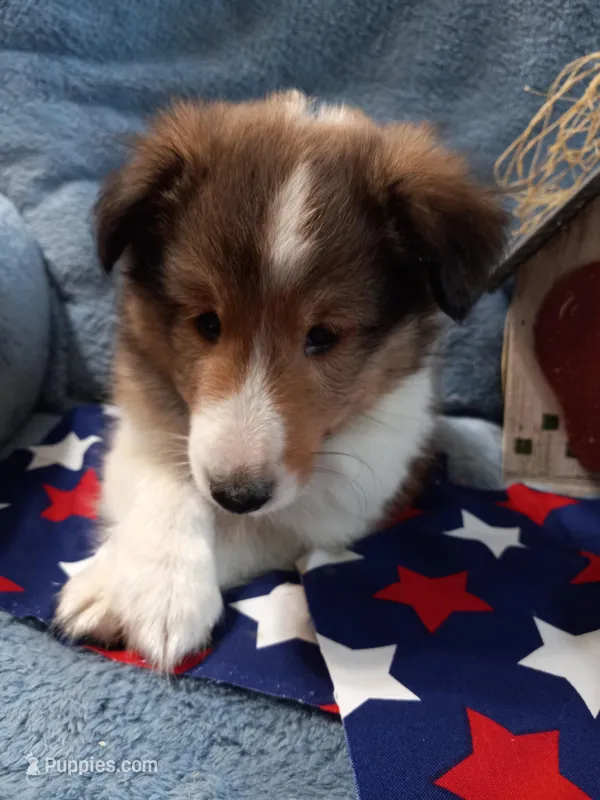 Peanut – Shetland Sheepdog puppy for sale in Lebanon, MO