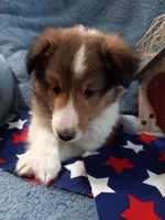 Peanut, a male Shetland Sheepdog for sale in Lebanon, MO – Photo 1 of 7
