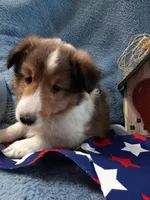 Peanut, a male Shetland Sheepdog for sale in Lebanon, MO – Photo 5 of 7