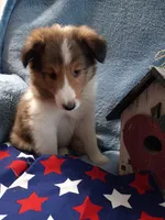 Peanut, a male Shetland Sheepdog for sale in Lebanon, MO – Photo 2 of 7