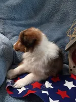 Peanut, a male Shetland Sheepdog for sale in Lebanon, MO – Photo 4 of 7