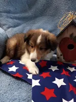 Peanut, a male Shetland Sheepdog for sale in Lebanon, MO – Photo 3 of 7