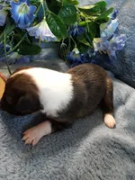 AKC PJ, a male Shetland Sheepdog for sale in Lebanon, MO – 2 of 6