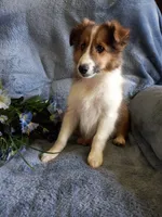 AKC Gismo, a male Shetland Sheepdog for sale in Lebanon, MO – 3 of 7