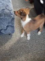 AKC Clemintine , a female Shetland Sheepdog for sale in Lebanon, MO – 6 of 8