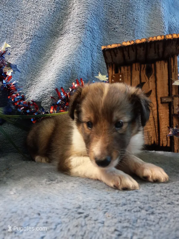 AKC Dakota  – Shetland Sheepdog puppy for sale in Lebanon, MO