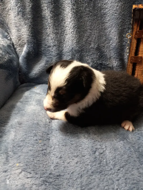 AKC Domino – Shetland Sheepdog puppy on hold in Lebanon, MO