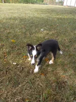 AKC Domino, a male Shetland Sheepdog for sale in Lebanon, MO – 4 of 9
