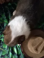 AKC Dakota , a male Shetland Sheepdog for sale in Lebanon, MO – 3 of 8
