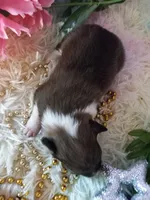AKC Amber, a male Shetland Sheepdog for sale in Lebanon, MO – 4 of 6