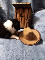 AKC Harley, a male Shetland Sheepdog for sale in Lebanon, MO – 2 of 5