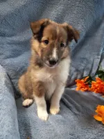 Toby, a male Shetland Sheepdog for sale in Lebanon, MO – Photo 2 of 5