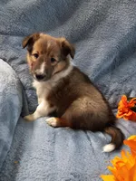 Toby, a male Shetland Sheepdog for sale in Lebanon, MO – Photo 1 of 5