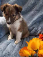 Toby, a male Shetland Sheepdog for sale in Lebanon, MO – Photo 3 of 5