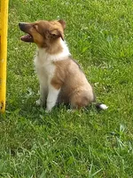 AKC Toby, a male Shetland Sheepdog for sale in Lebanon, MO – 2 of 7