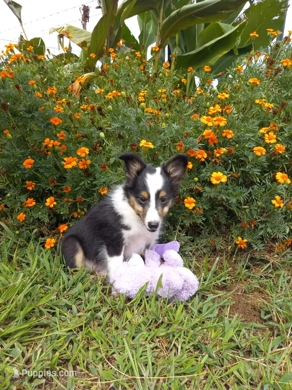 AKC Domino – Shetland Sheepdog puppy for sale in Lebanon, MO