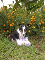 AKC Domino, a male Shetland Sheepdog for sale in Lebanon, MO – 3 of 9