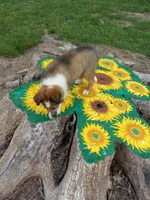 AKC Lucky, a male Shetland Sheepdog for sale in Lebanon, MO – 6 of 8