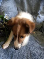 AKC Gismo, a male Shetland Sheepdog for sale in Lebanon, MO – 4 of 7