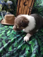 AKC Dakota , a male Shetland Sheepdog for sale in Lebanon, MO – 4 of 8