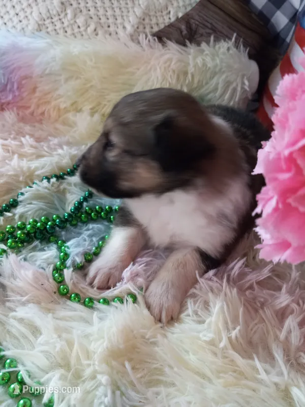 AKC Amber – Shetland Sheepdog puppy for sale in Lebanon, MO