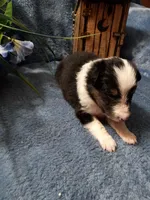 AKC Domino, a male Shetland Sheepdog for sale in Lebanon, MO – 2 of 5