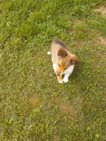 Molly, a female Shetland Sheepdog for sale in Lebanon, MO – Photo 2 of 6