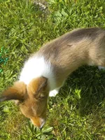 Molly, a female Shetland Sheepdog for sale in Lebanon, MO – Photo 4 of 6