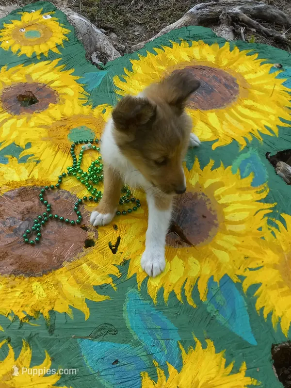 Molly – Shetland Sheepdog puppy for sale in Lebanon, MO