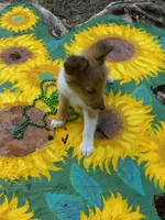 Molly, a female Shetland Sheepdog for sale in Lebanon, MO – Photo 1 of 6