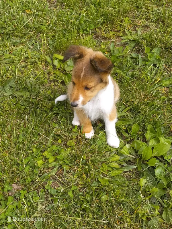 Molly – Shetland Sheepdog puppy for sale in Lebanon, MO