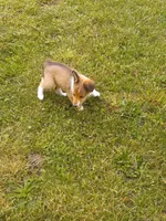 Molly, a female Shetland Sheepdog for sale in Lebanon, MO – Photo 3 of 6