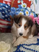 Daisy, a female Shetland Sheepdog for sale in Lebanon, MO – Photo 1 of 6
