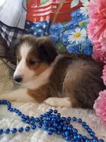 Daisy, a female Shetland Sheepdog for sale in Lebanon, MO – Photo 4 of 6