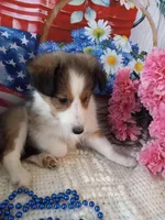 Daisy, a female Shetland Sheepdog for sale in Lebanon, MO – Photo 3 of 6
