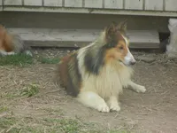 Daisy, a female Shetland Sheepdog for sale in Lebanon, MO – Photo 6 of 6