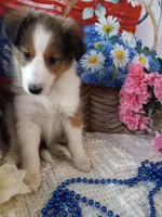 Daisy, a female Shetland Sheepdog for sale in Lebanon, MO – Photo 2 of 6