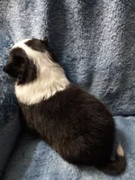 AKC Domino, a male Shetland Sheepdog for sale in Lebanon, MO – 3 of 5