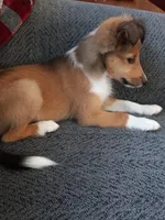 AKC Clemintine , a female Shetland Sheepdog for sale in Lebanon, MO – 5 of 8
