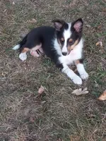 AKC Domino, a male Shetland Sheepdog for sale in Lebanon, MO – 6 of 9