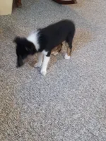 AKC Flint, a male Shetland Sheepdog for sale in Lebanon, MO – 5 of 7