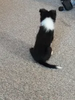 AKC Flint, a male Shetland Sheepdog for sale in Lebanon, MO – 2 of 7