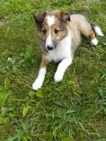AKC Lucky, a male Shetland Sheepdog for sale in Lebanon, MO – 2 of 8