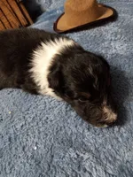 AKC Harley, a male Shetland Sheepdog for sale in Lebanon, MO – 3 of 5