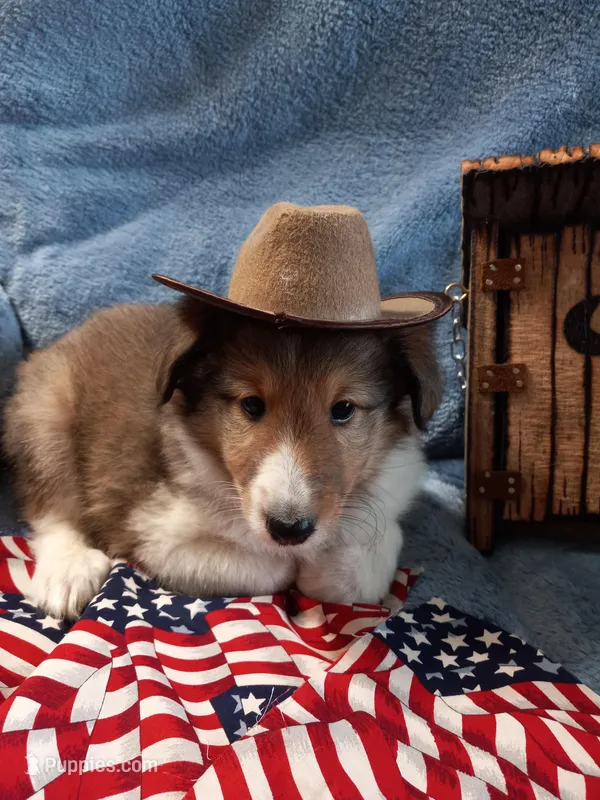 Flint – Shetland Sheepdog puppy for sale in Lebanon, MO