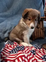 Flint, a male Shetland Sheepdog for sale in Lebanon, MO – Photo 4 of 7