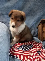 Flint, a male Shetland Sheepdog for sale in Lebanon, MO – Photo 2 of 7