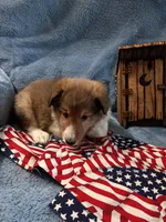 Flint, a male Shetland Sheepdog for sale in Lebanon, MO – Photo 3 of 7