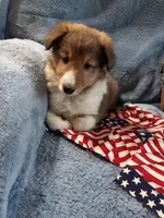 Flint, a male Shetland Sheepdog for sale in Lebanon, MO – Photo 5 of 7